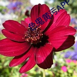 色(色)鬼黄(黃)污APP