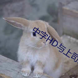 中字HD与上司出轨的人妻