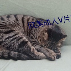 歐美成人V片觀看