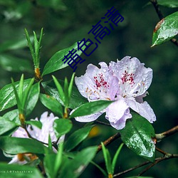 黄色高清 （萨噶达娃节）