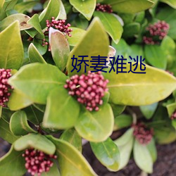 娇妻(qī)难逃