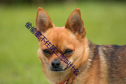 偷偷藏(藏)不住第二(二)部叫(叫)什么(麽)