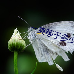 一爽等于多少錢