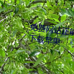 免费网(wǎng)站正能(néng)量你懂我(wǒ)意思(sī)www下载(zài)苹果