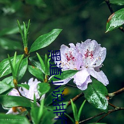 黑道小說排行榜
