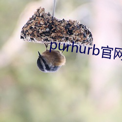 purhurb官网链接 （琼楼金阙）