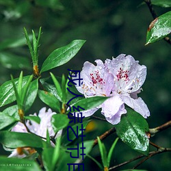 成人综艺节目 （风和日丽）