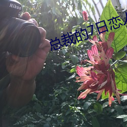 總裁的7日戀人