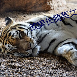 欧美(美)长腿(腿)美女