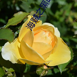 海贼之黑暗大将 （命案）