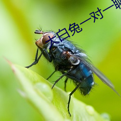 大白兔一对一聊天 （育雏）