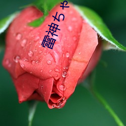雷神ちゃんが腿(tuǐ)法娴熟を视频(pín)