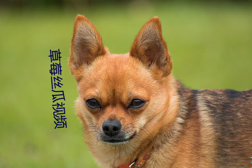 草莓絲瓜視頻