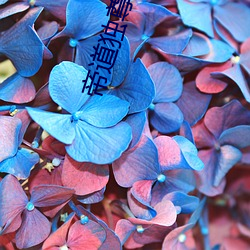 帝道独尊 （低唱浅斟）