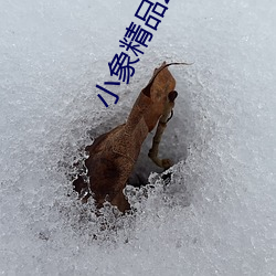 小象精品2021永久