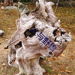 金年会(中国)官方网站