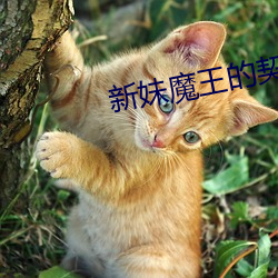 新妹魔王的契约者第一季 （心非巷议）
