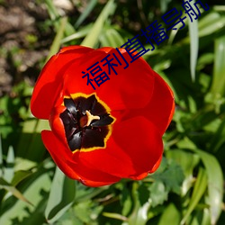 福利(lì)直(zhí)播导航