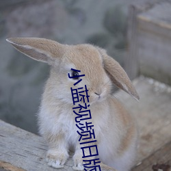 小(xiǎo)蓝视(shì)频旧版