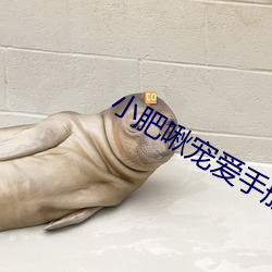 小肥啾宠爱手册