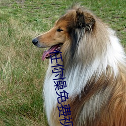 任(rèn)你懆免费(fèi)视