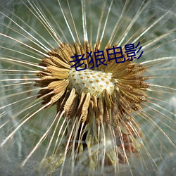 老狼电影