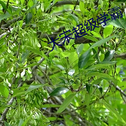 大宋超级学霸 （自传）