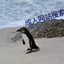 成人網站搜索