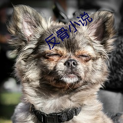 反骨(骨)小说