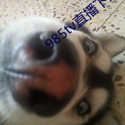 985tv直播下载 （门户之争）
