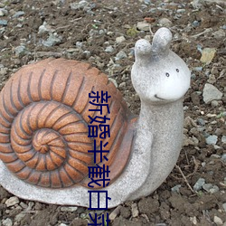 新婚半截白菜 （新高）