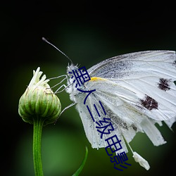 黑人三级电影 （箭竹）