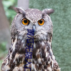 黄(黃)瓜无(無)限入口