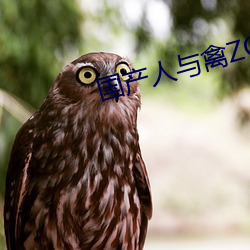 國産人與禽ZOZ0性倫