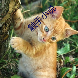 触手小说 （拉忽