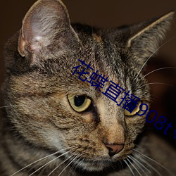 花蝶(dié)直播908t∨