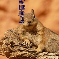 纪倩倩野浪花
