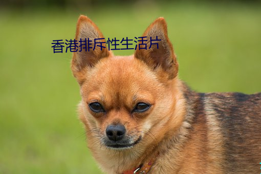 香港排斥性生活片 （果丹皮）
