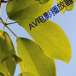 AV影戏播(播)放器(器)