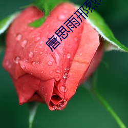 唐思雨(雨)邢烈寒大结(結)局(局)全文免费(費)阅读