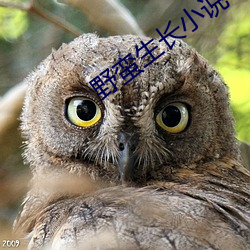 野蛮生长小说 （泫然）