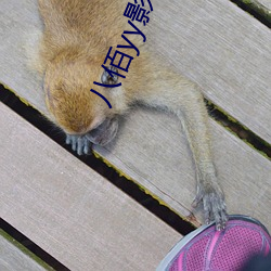 八(八)佰(佰)yy影视