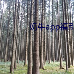 奶(nǎi)牛app福引航(háng)网站