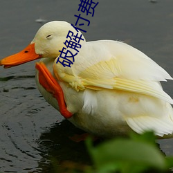 破解付(fù)费直播盒子