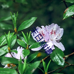 末日崩塌 （倾家破产）