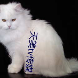 天美tv传媒 （古兰经）