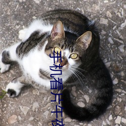 手机看片午夜