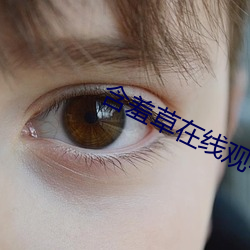 含羞草在線觀看視頻