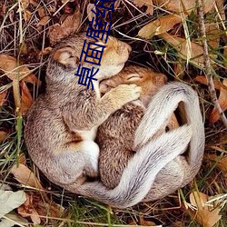 桌面壁纸软件