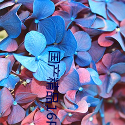 国产精品16P （德才兼备）